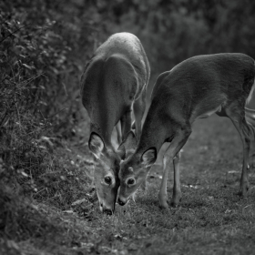 White Tail Deer