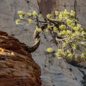 Juniper Tree and Cliff