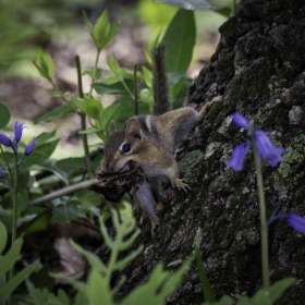 Al Wood - Cheekwood - April 2026 - BPG Outing - Image 3