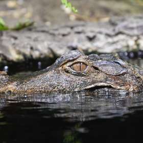 Darek-Baker-Nashville-Zoo-Outing