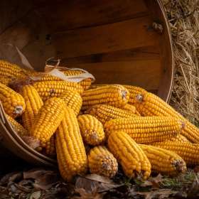 Diane-Burgett-Cannonsburgh-village-Outing-2