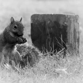 Diane-Burgett-Shiloh-National-Military-Park-Outing