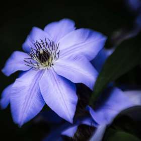 Diane Burgett - Cheekwood Botanical Gardens - April 2026 - BPG Outing - Image 1