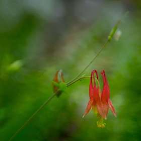 Diane Burgett - Cheekwood Botanical Gardens - April 2026 - BPG Outing - Image 2