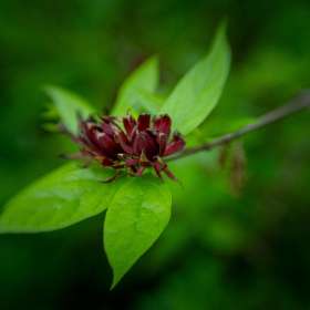Diane Burgett - Cheekwood Botanical Gardens - April 2026 - BPG Outing - Image 3