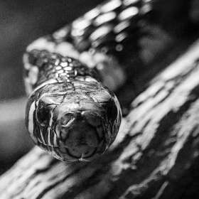 Diane Burgett - Nashville Zoo - March 2026 - BPG Outing - Image 1