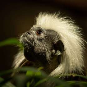 Diane Burgett - Nashville Zoo - March 2026 - BPG Outing - Image 2