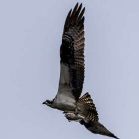 Osprey