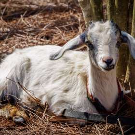 Elizabeth-Stead-Andy-Griffith-Lucy-Festival-Outing-1