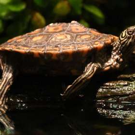 Karen-Baker-Nashville-Zoo-Outing-1