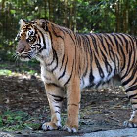 Karen-Baker-Nashville-Zoo-Outing-2