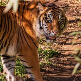 Leandra Habel - Nashville Zoo-March 2026 - March 2026 - BPG Outing - Image 1