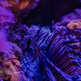 Leandra Habel - Nashville Zoo-March 2026 - March 2026 - BPG Outing - Image 2