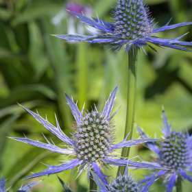 Lyra-Hankins-Cheekwood-Outing-2-scaled