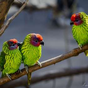 Lyra-Hankins-Nashville-Zoo-Outing-3-scaled