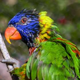 Lyra-Hankins-Nashville-Zoo-Outing-5