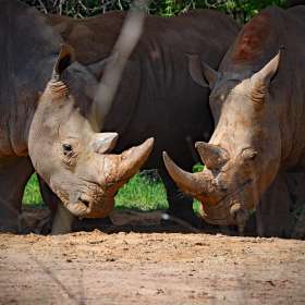 Phyllis Tatum - Nashville Zoo - March 2026 - BPG Outing - Image 1