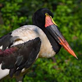 Phyllis Tatum - Nashville Zoo - March 2026 - BPG Outing - Image 2
