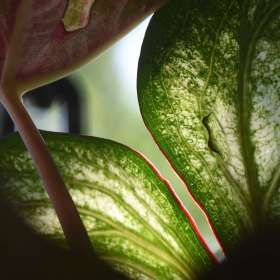 Ray-Wong-Cheekwood-Outing-2