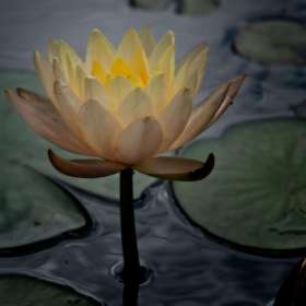 Rick-Borchert-Cheekwood-Outing-1