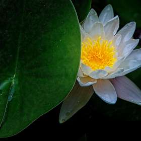 Rick-Borchert-Cheekwood-Outing-2