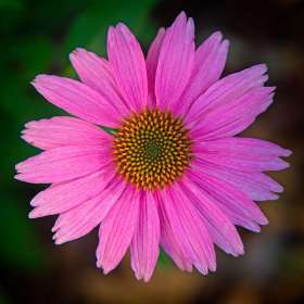 Rick-Borchert-Cheekwood-Outing