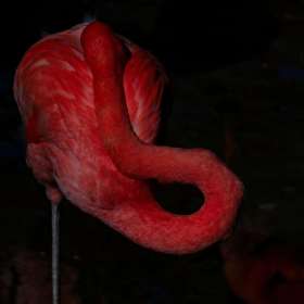 Rick-Borchert-Nashville-Zoo-Outing-3