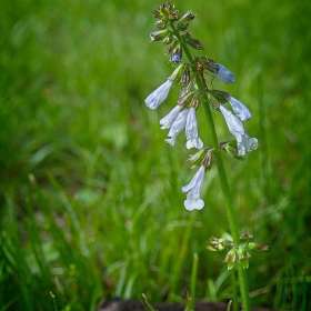 Rick-Borchert-Old-Stone-Fort-Outing-2