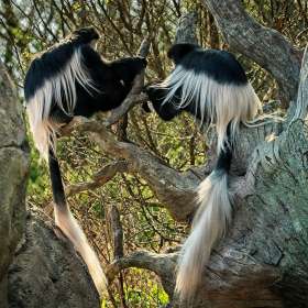 Rick Borchert - Nashville Zoo - March 2026 - BPG Outing - Image 1