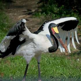 Rick Borchert - Nashville Zoo - March 2026 - BPG Outing - Image 2