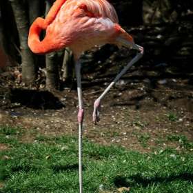 Rick Borchert - Nashville Zoo - March 2026 - BPG Outing - Image 3
