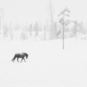 Renee Lowrey - Advanced Level, Open Category