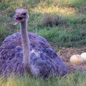 Mark-Reynolds_wcpl2021