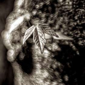 Weekly Challenge - Around the Yard