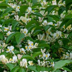 Diane-Burgett-around-the-yard-1