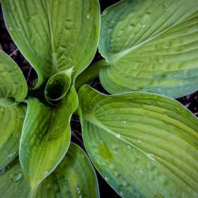 John-Mott-Around-the-Yard-2-Hosta