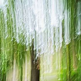 Movement-Trees-2_R731894