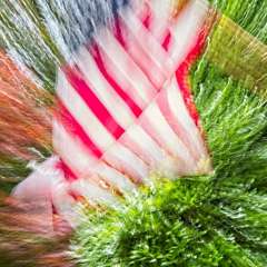 Movement-Old-Glory_R731880