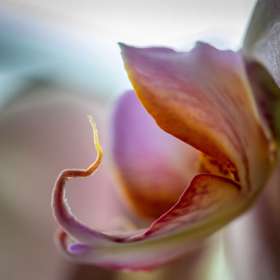 John-Mott-Macro-1