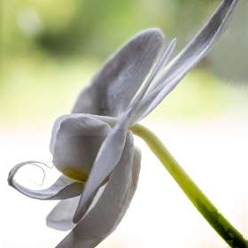 John-Mott-Macro-2