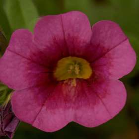Kevin-Graham-Macro1