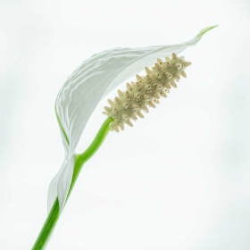 Weekly Challenge - Still Life