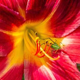 Loie-Frost-Red-or-Yellow-1
