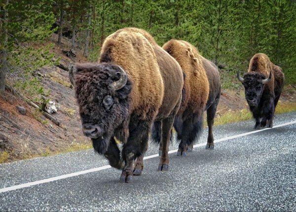 Bill Scott - Intermediate Level - Themed - Yellowstone Buffalo