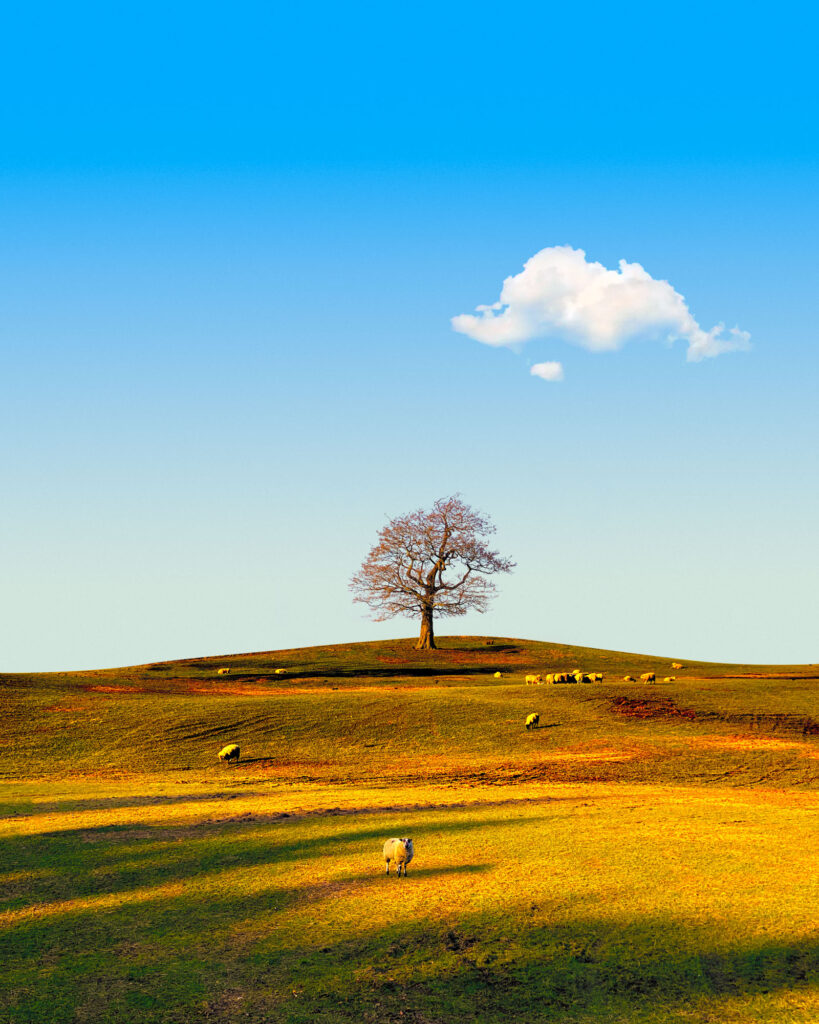 Martin Cregg - Trees - 1st Place - September