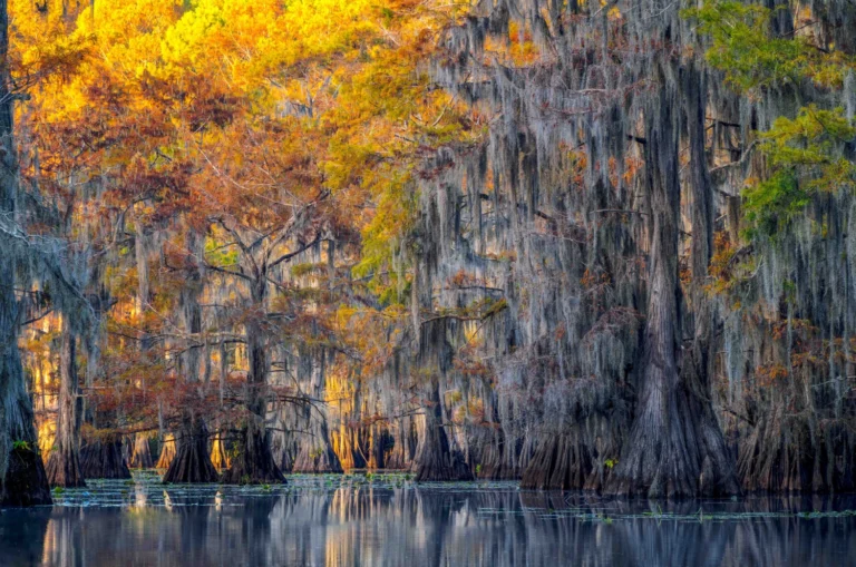 Caleb McKenny - Swamps