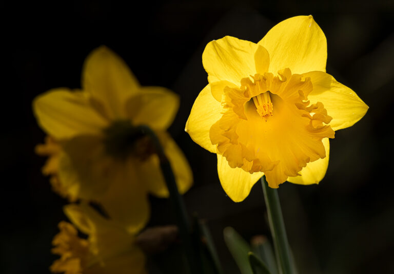 The one and only shot I got of Chris's daffodils