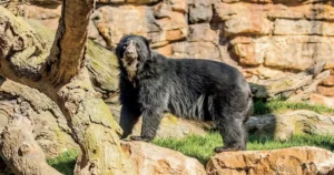 Nashville Zoo Animals