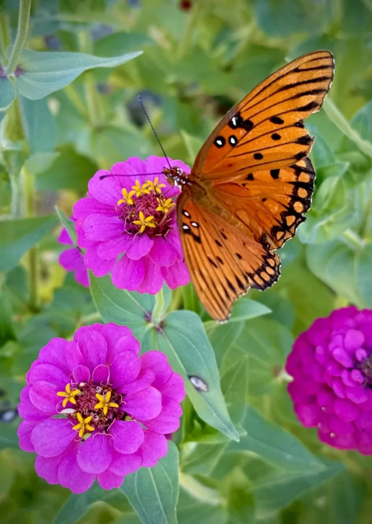 Gulf Fritillary Butterfly on a Pink Zinnia