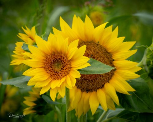 Diane Burgett-Lucky-Ladd-Farm-Outing July 2025